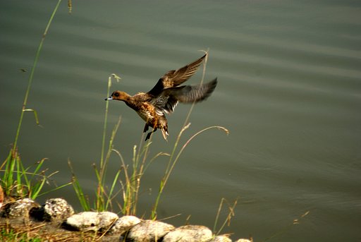 landing operations