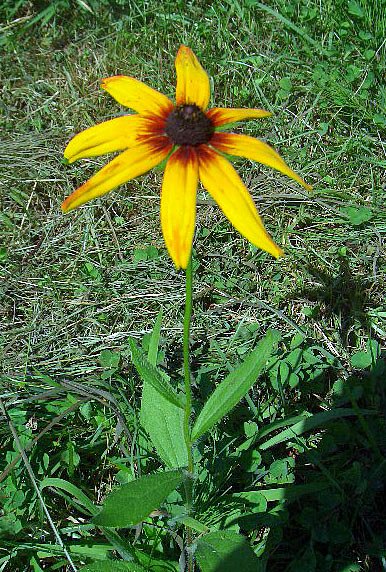 何の花でしょう？