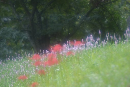 彼岸花のある風景