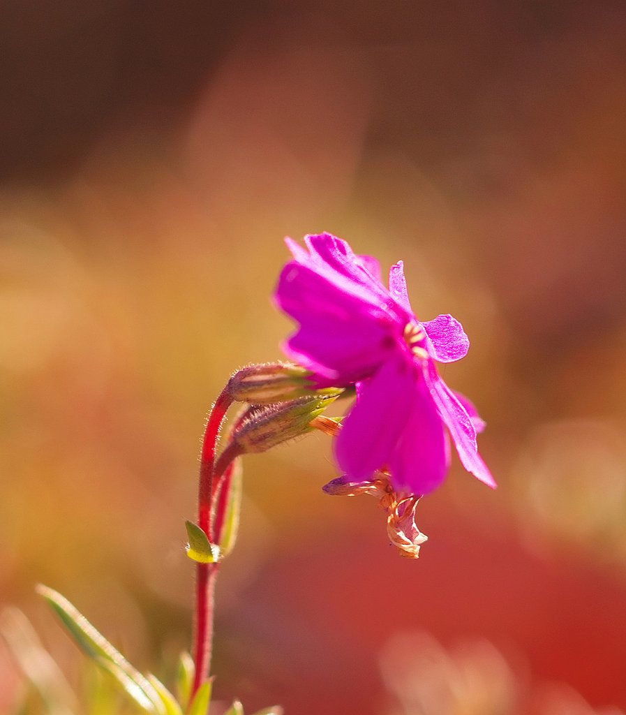 芝桜
