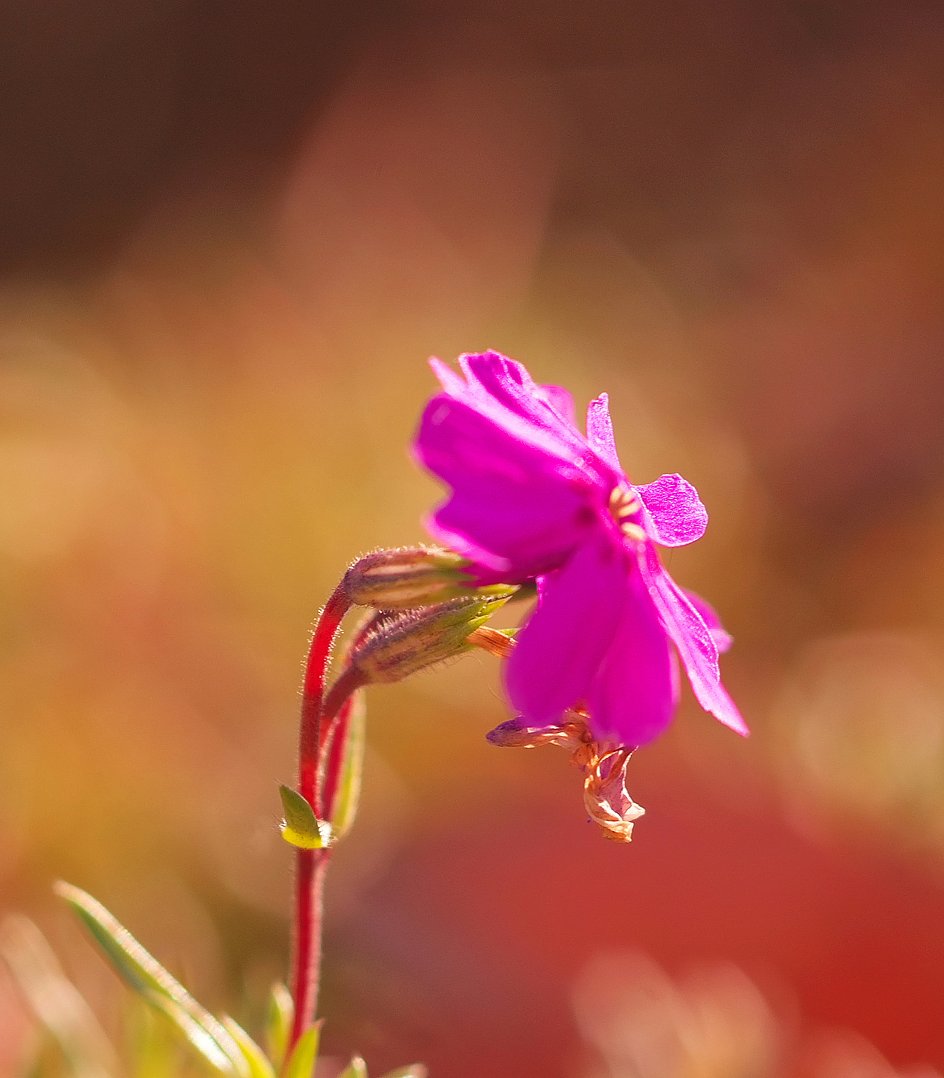 芝桜
