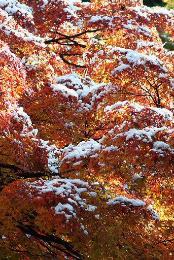 雪化粧