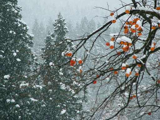 初雪の頃