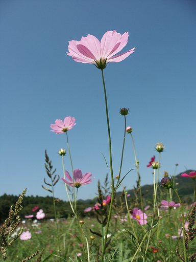 巾着田のコスモス