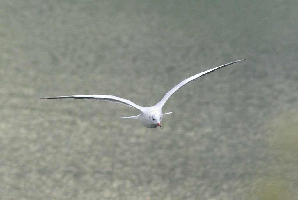gull