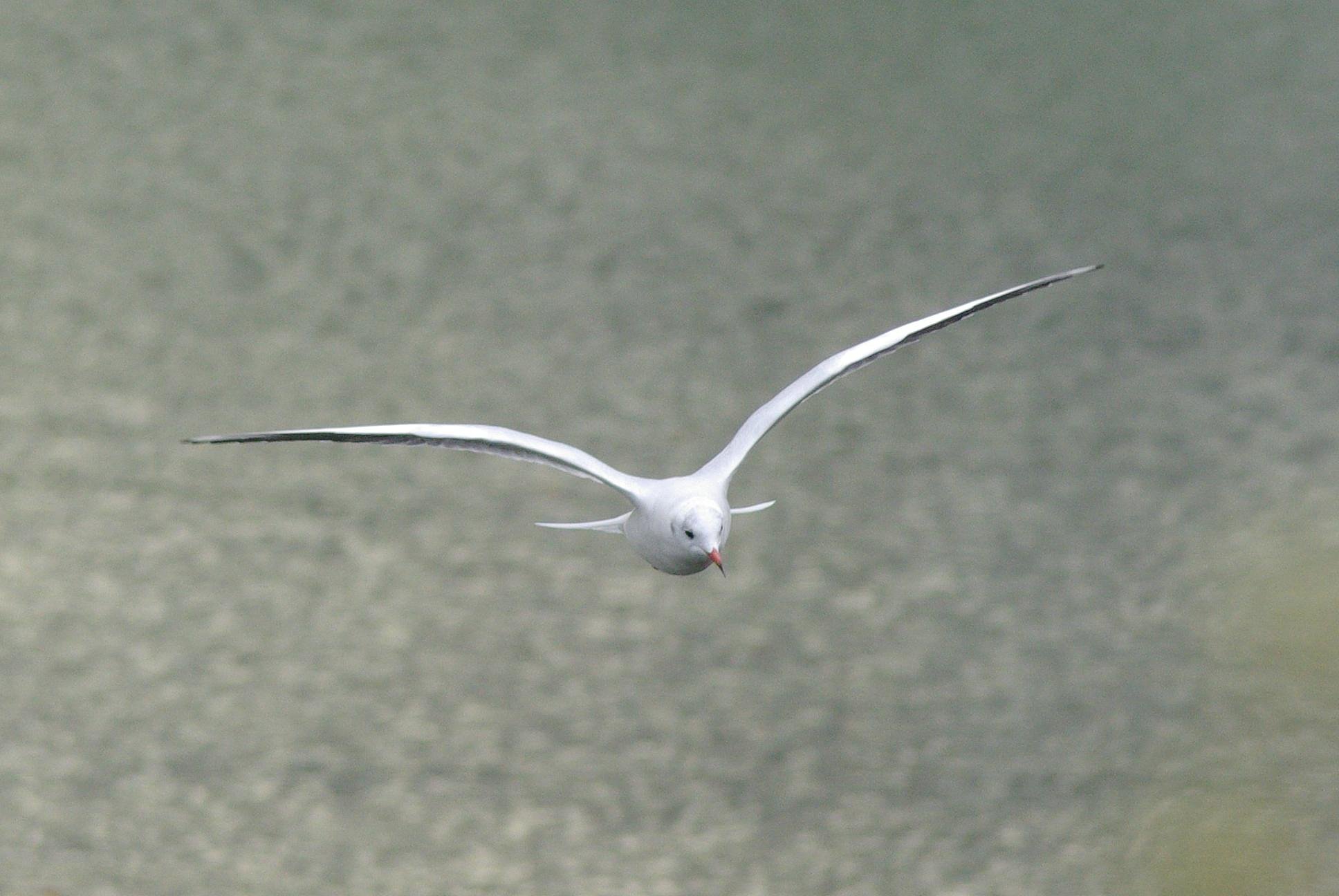 gull