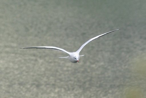 gull