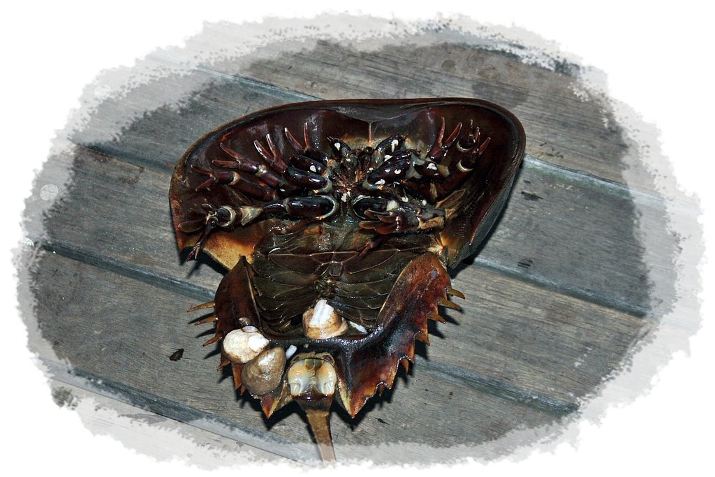 カブトガニ