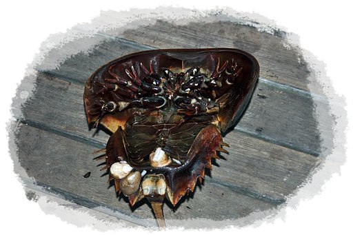 カブトガニ