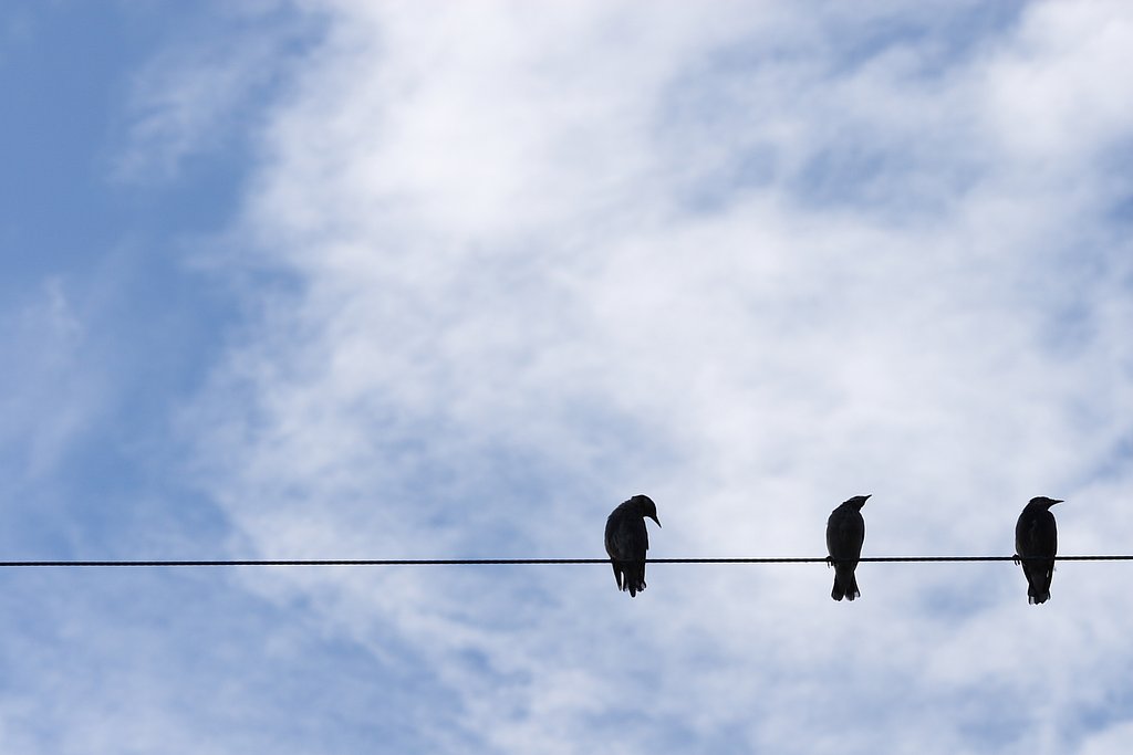 天高く、鳥