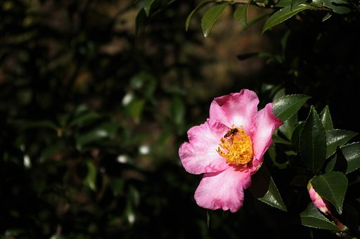山茶花に蜂