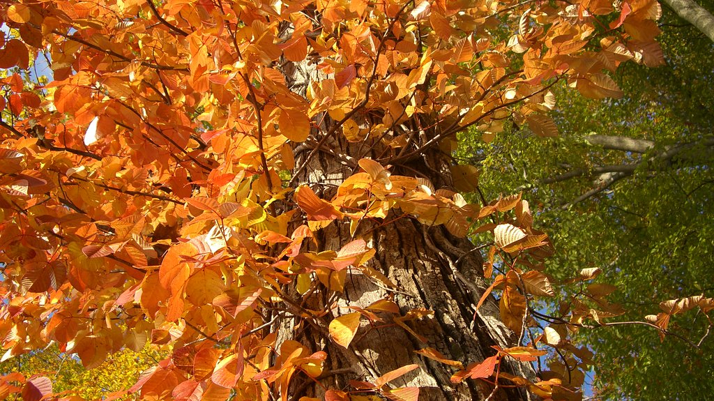 輝く紅葉