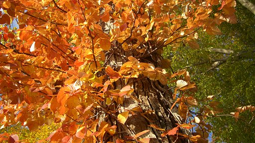 輝く紅葉