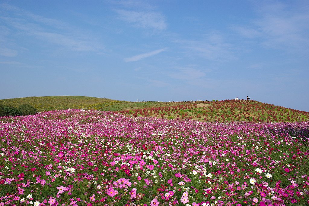 紅葉する草・・・