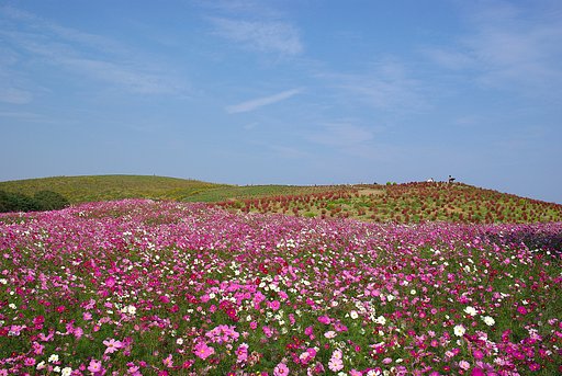 紅葉する草・・・