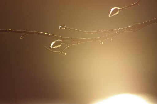 木々の時間