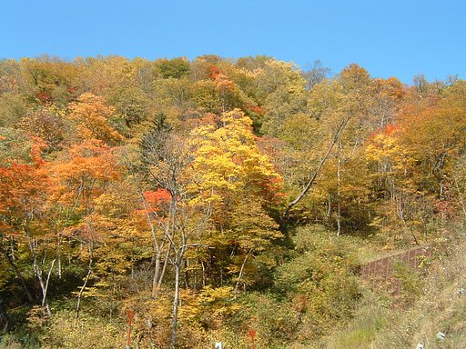 昔の写真です