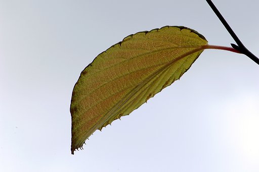 一葉を見上げる
