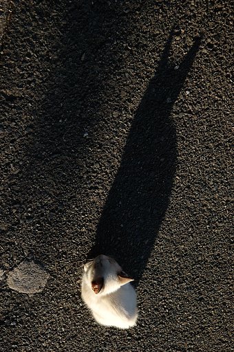 黒猫
