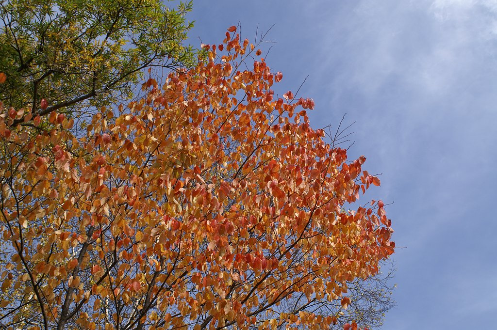 【秋】10月の途中経過