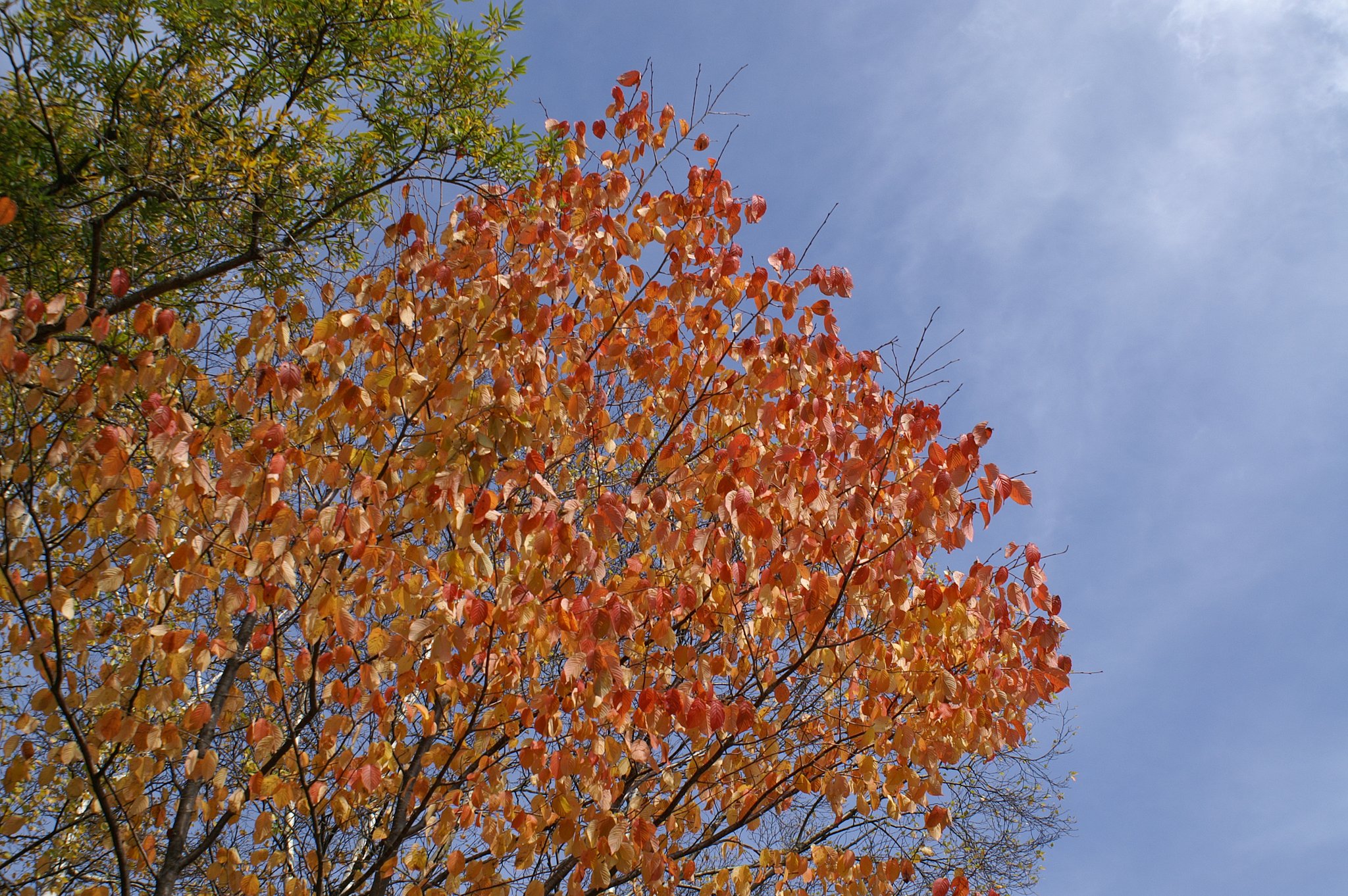 【秋】10月の途中経過