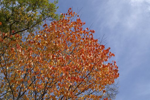 【秋】10月の途中経過