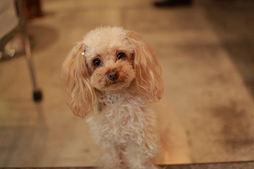 かわいく撮ってね
