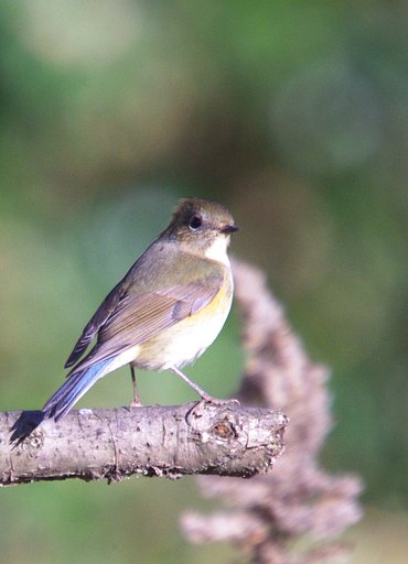 冬鳥来たる