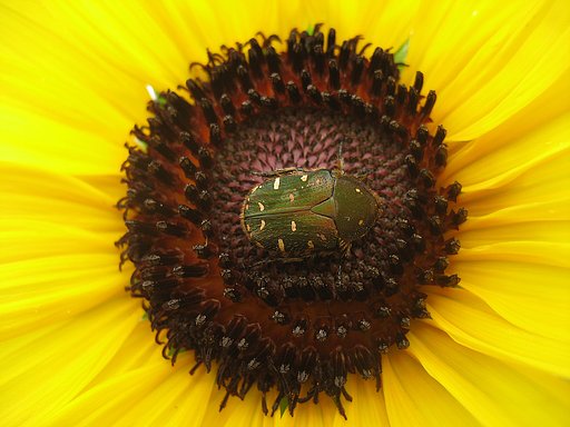 【黄】夏の朝、、もう少し＾＾