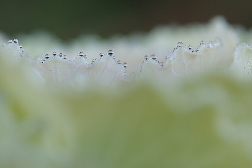 水玉の縁飾り
