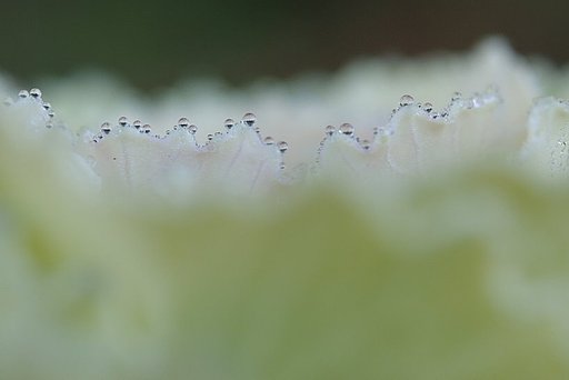 水玉の縁飾り