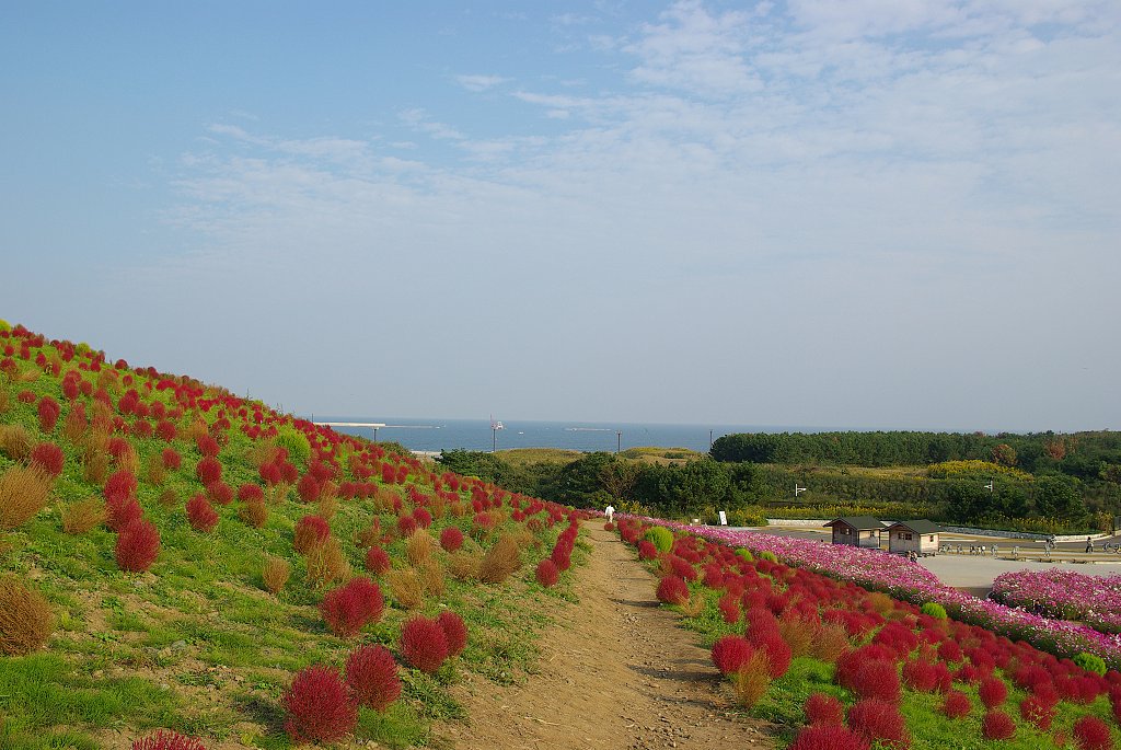 紅葉する草そのⅡ・・・