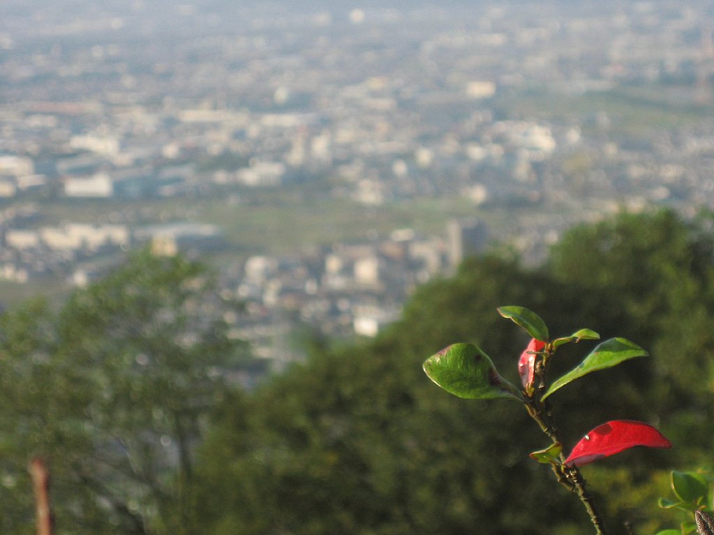 お山のてっぺんから