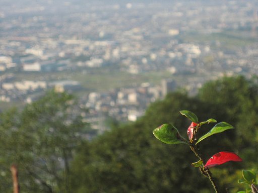 お山のてっぺんから