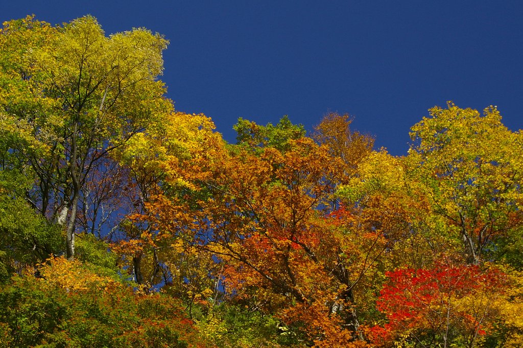 称名滝へ行く途中の紅葉