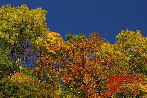 称名滝へ行く途中の紅葉