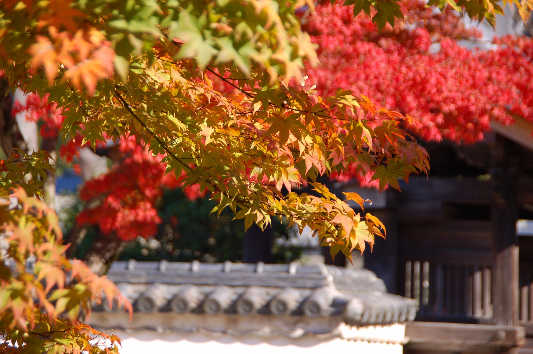 光明禅寺Ⅱ