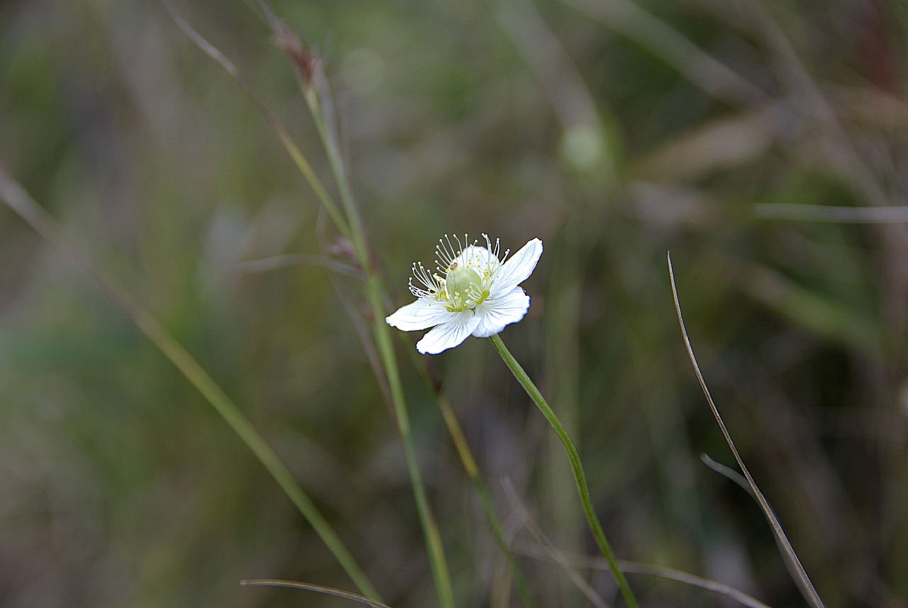 秋の花