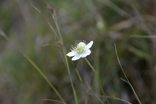 秋の花