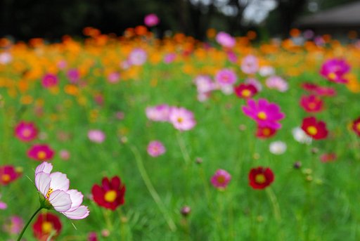 秋桜