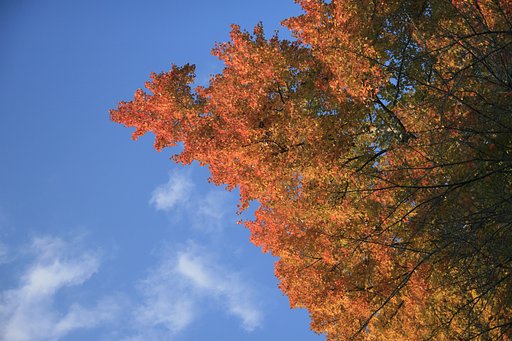 紅葉空高く青く