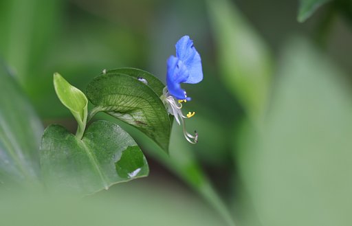 横顔、草むらの陰で