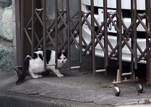 猫