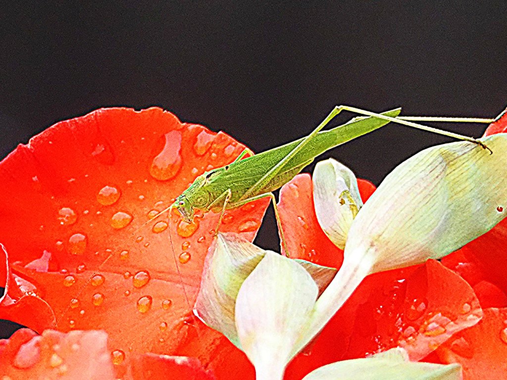 赤い花弁に留まるバッタ