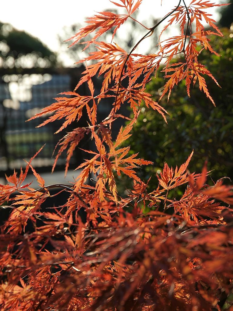 庭の紅葉^^;