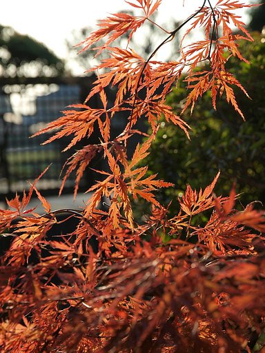 庭の紅葉^^;