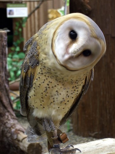 フクロウシリーズ？