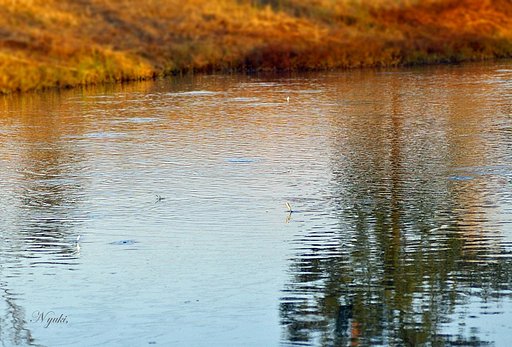 【秋】の水面
