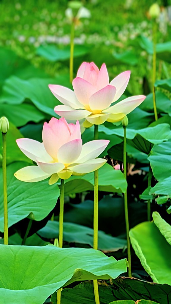 蓮の花