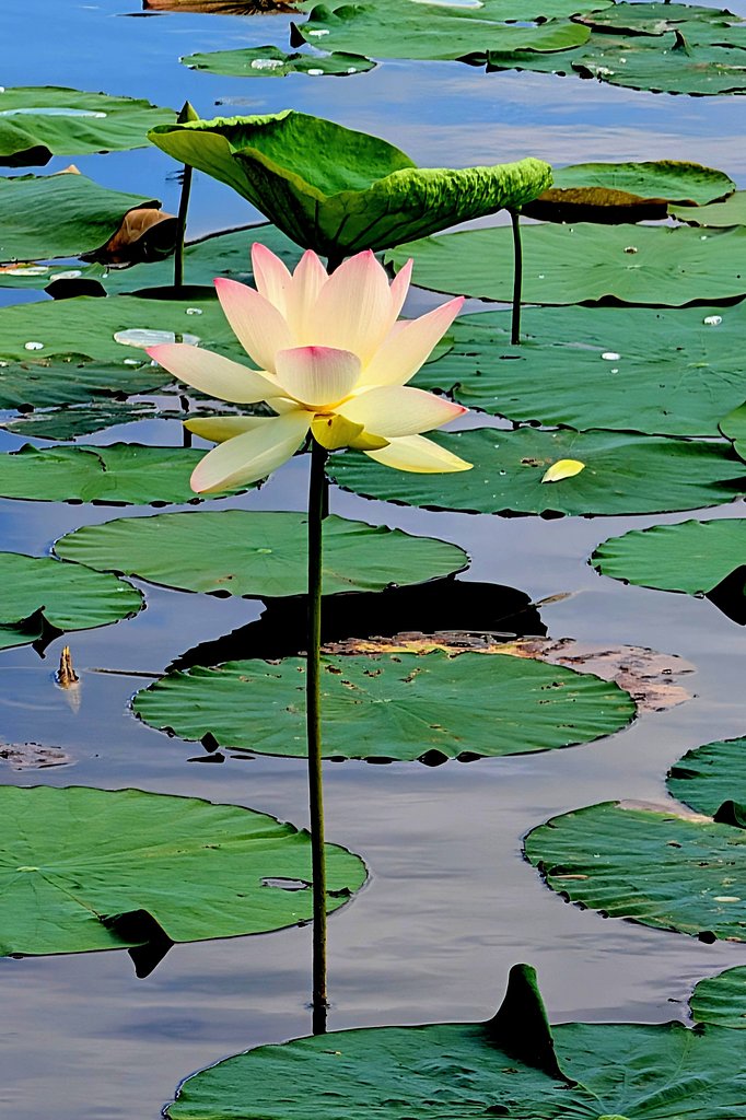 蓮の花の色
